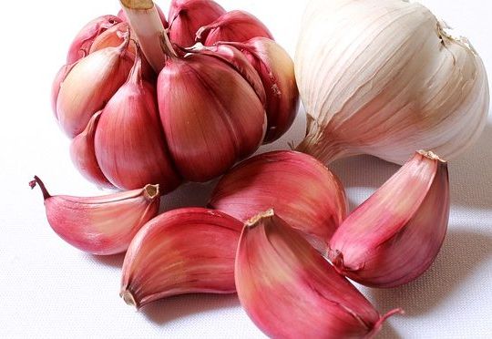 garlic-1