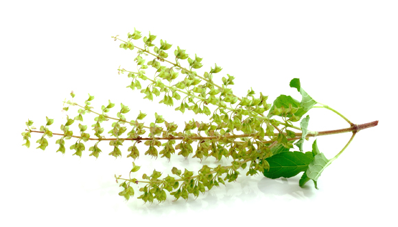 Tulsi