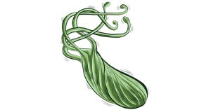 H. pylori is a bacteria