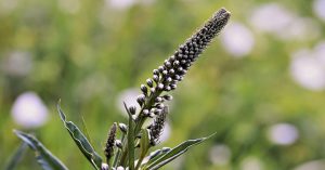 Treat Menopause with Menopause Diet